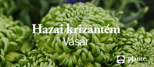Krizantém vásár / Termelői szépségek a Plante.-ban