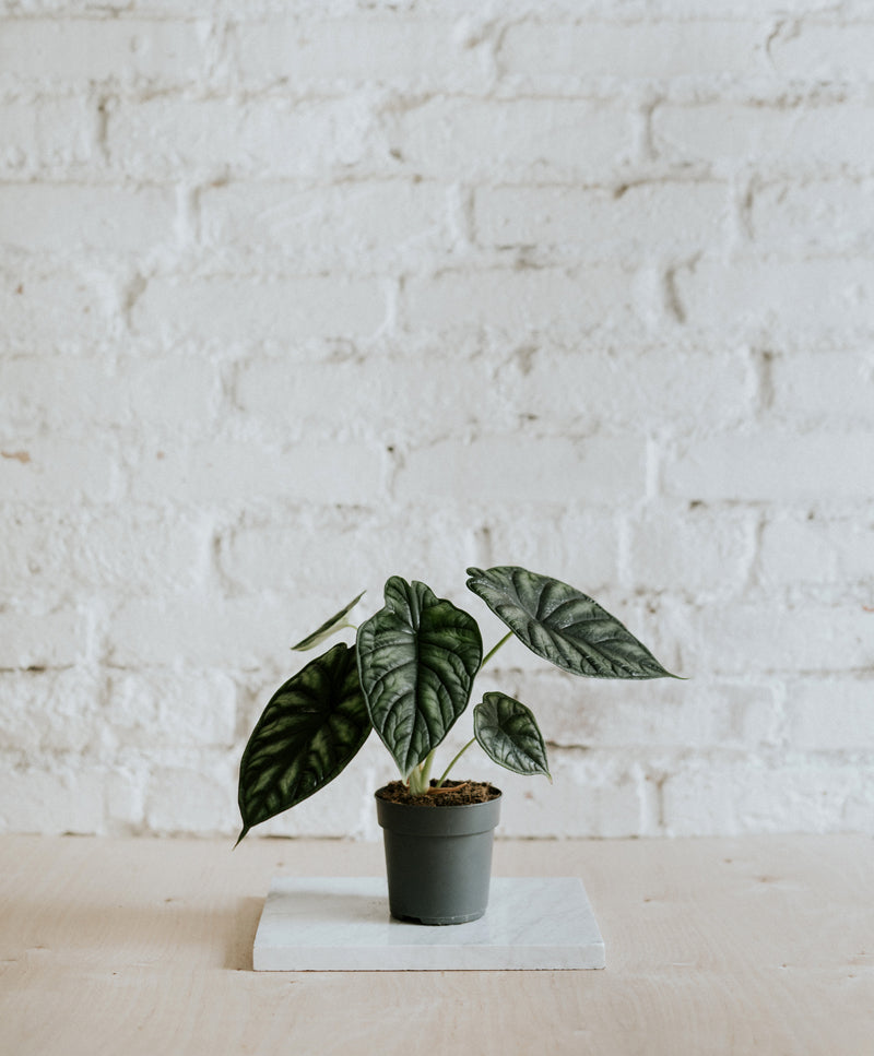 Alocasia Dragon Scale, small