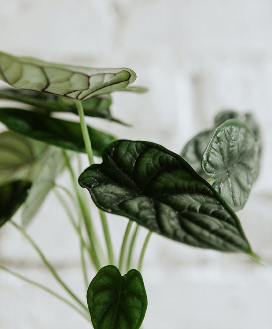 Alocasia Dragon Scale