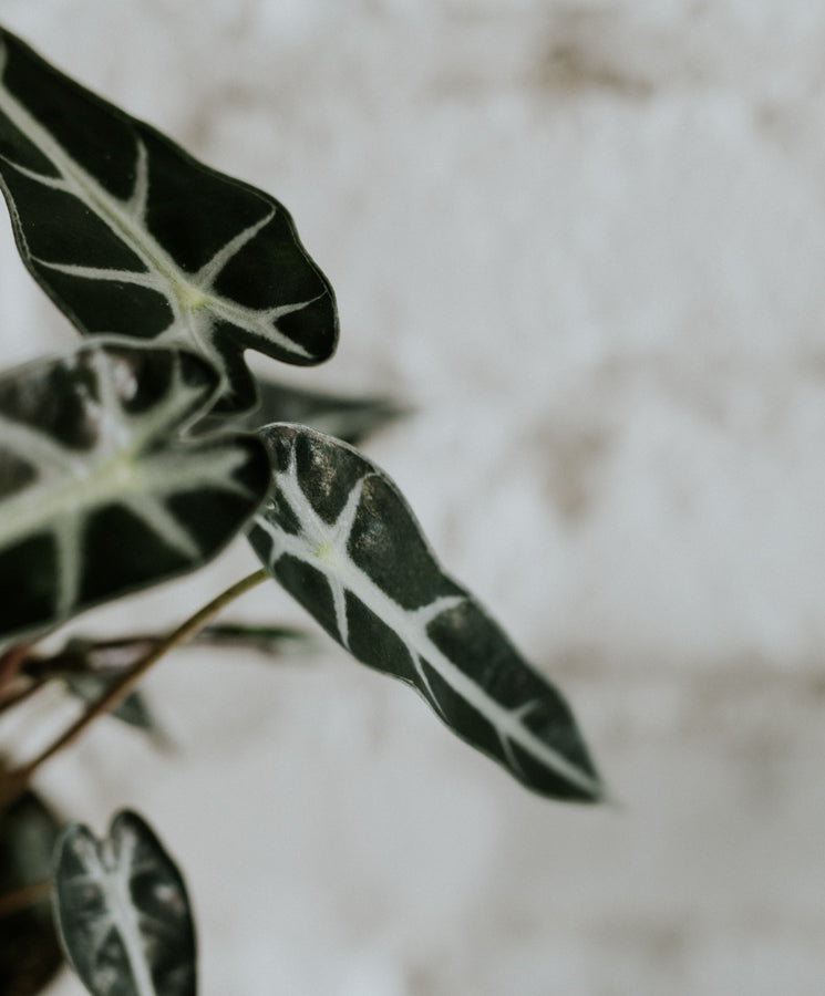 Alocasia Polly Bambino