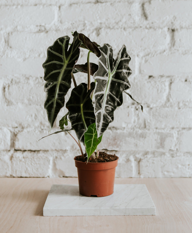 Alocasia Polly