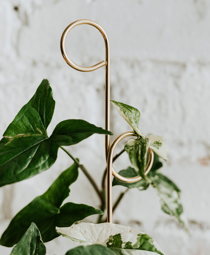 Golden plant stake mini