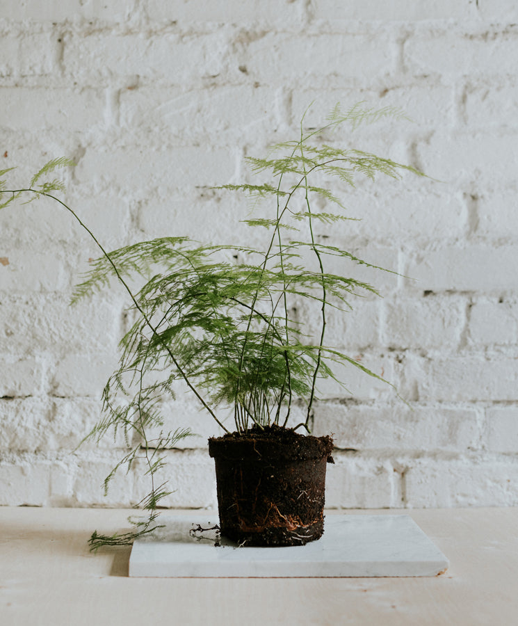 Asparagus Setaceus, big