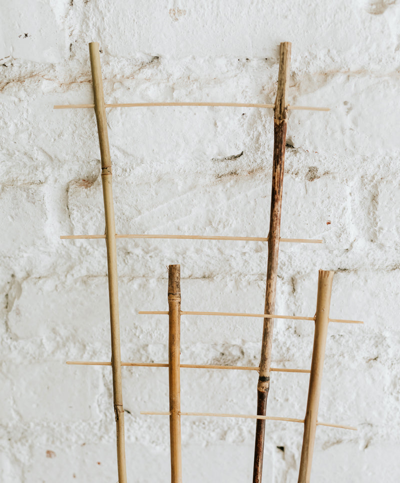 Bamboo trellis
