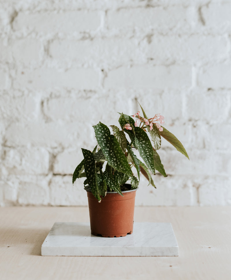 Begonia Angel Wings