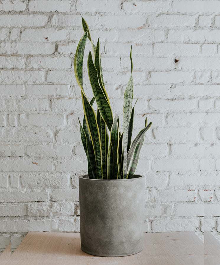 Concrete plant pot, straight