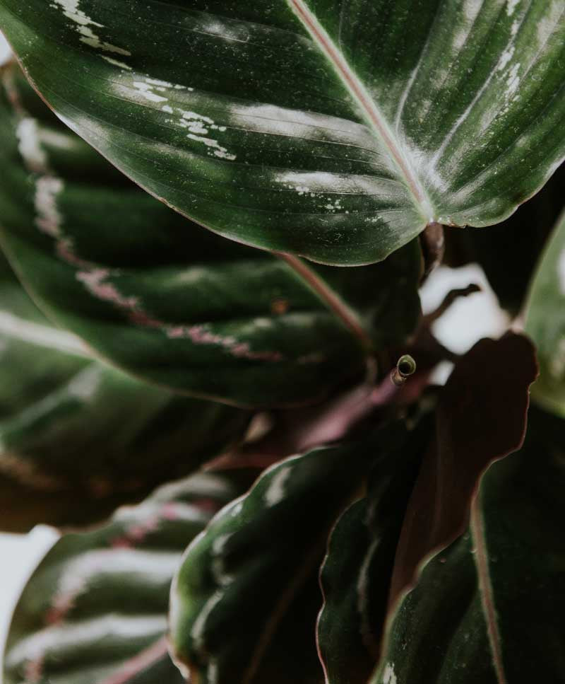 Calathea Jungle Rose