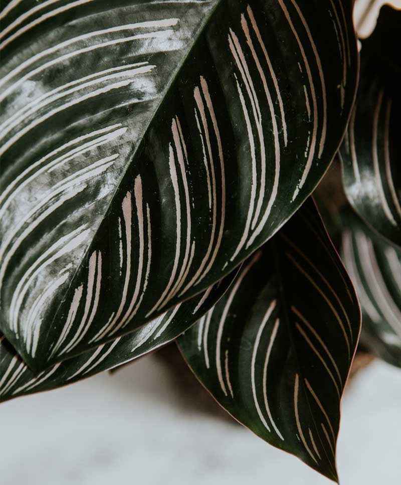 Calathea Ornata