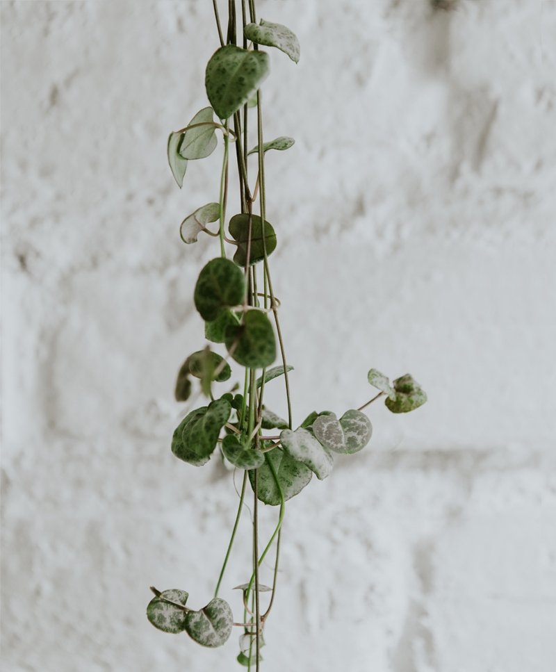 Ceropegia Woodii
