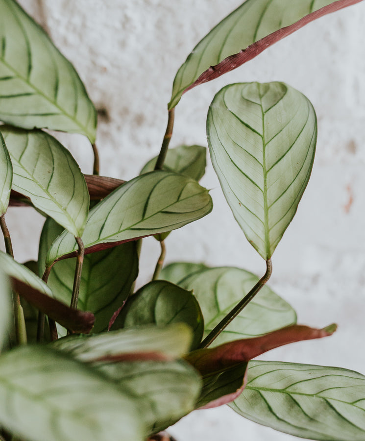 Ctenanthe Burle-marxii Amagris, baby