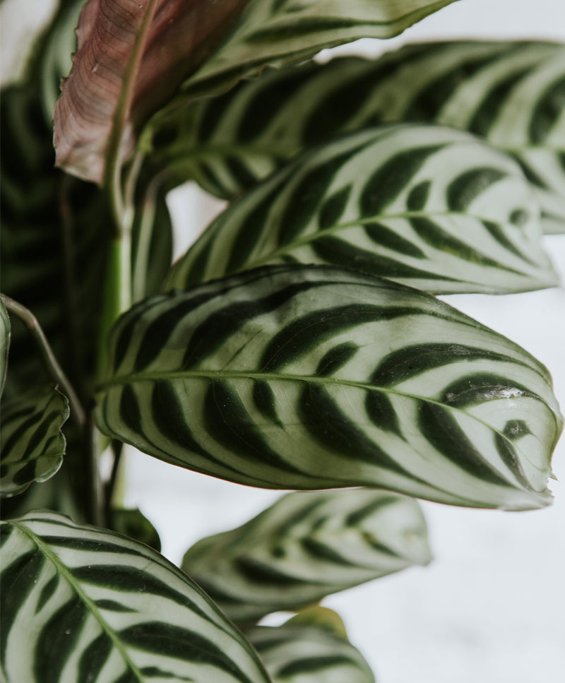 Ctenanthe Burle-marxii