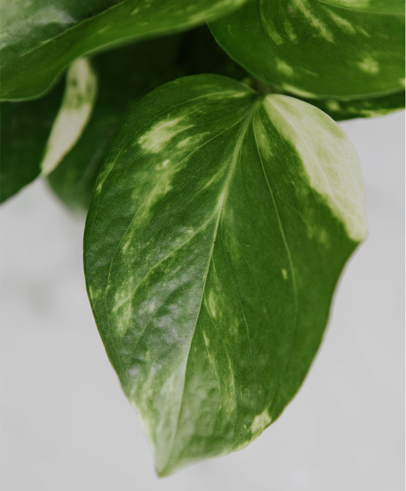 Epipremnum Aureum