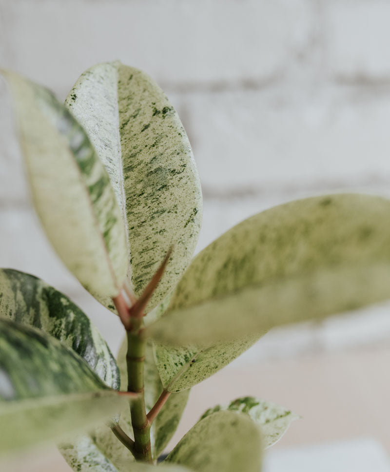 Ficus Shivereana