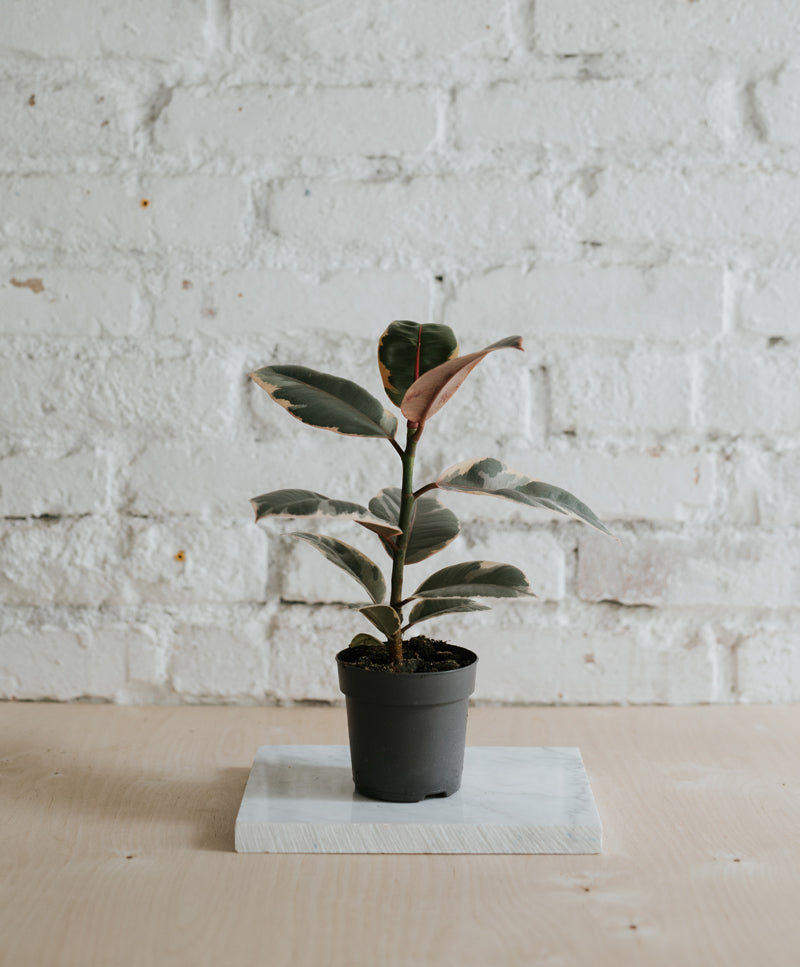 Ficus Elastica ‘Belize’