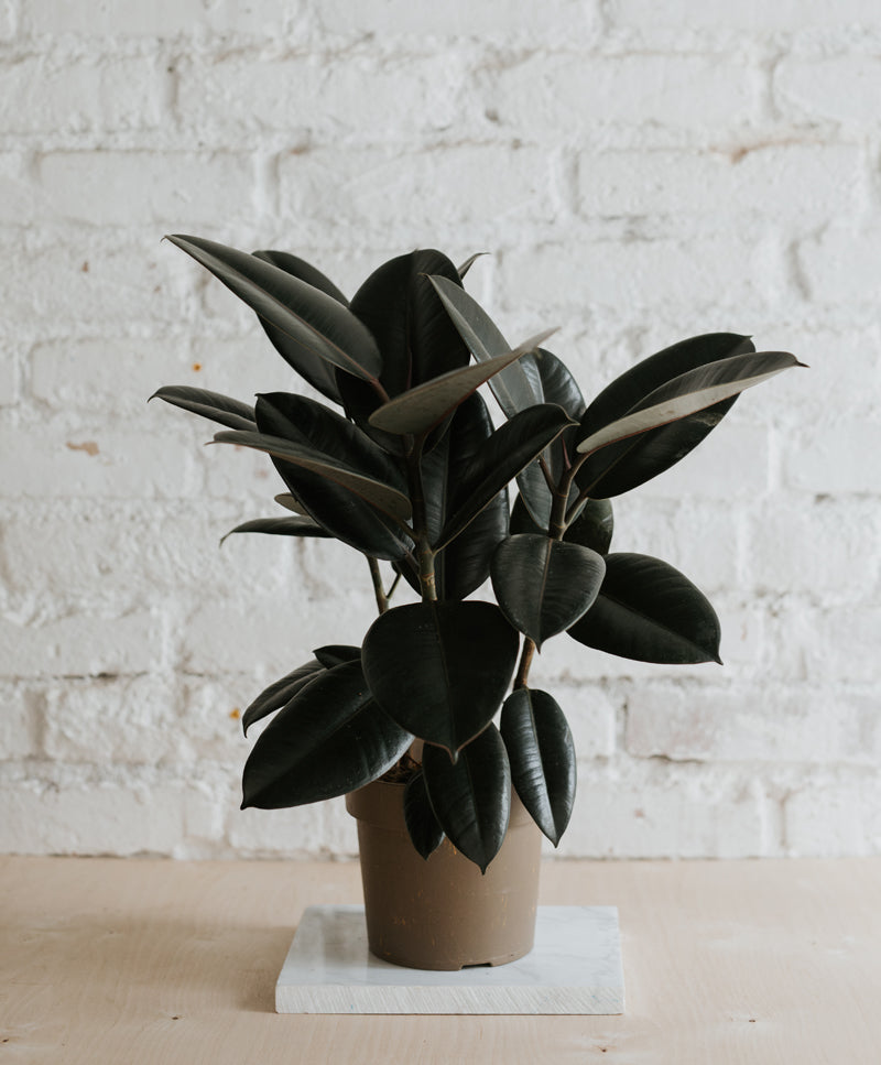 Ficus Elastica ‘Sofia’, nagy