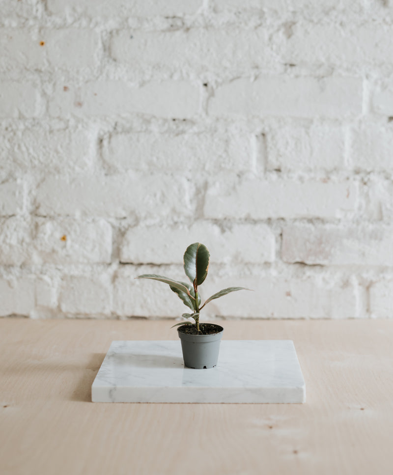 Ficus Elastica ‘Belize’, baby