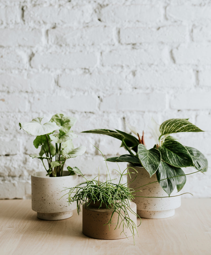 Home Office növénycsomag 'mini', URBAN kaspóval