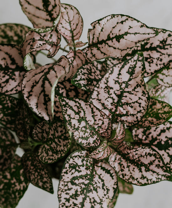 Hypoestes 'Pink Polka Dot', kicsi