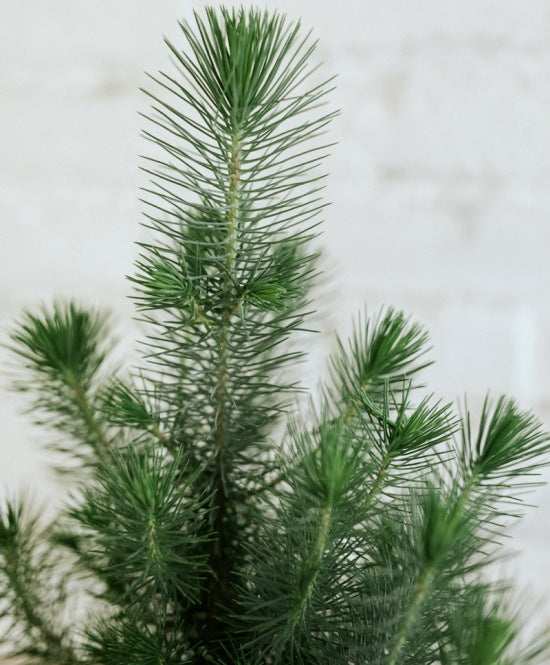 Mandulafenyő, Earth kaspóval, maxi