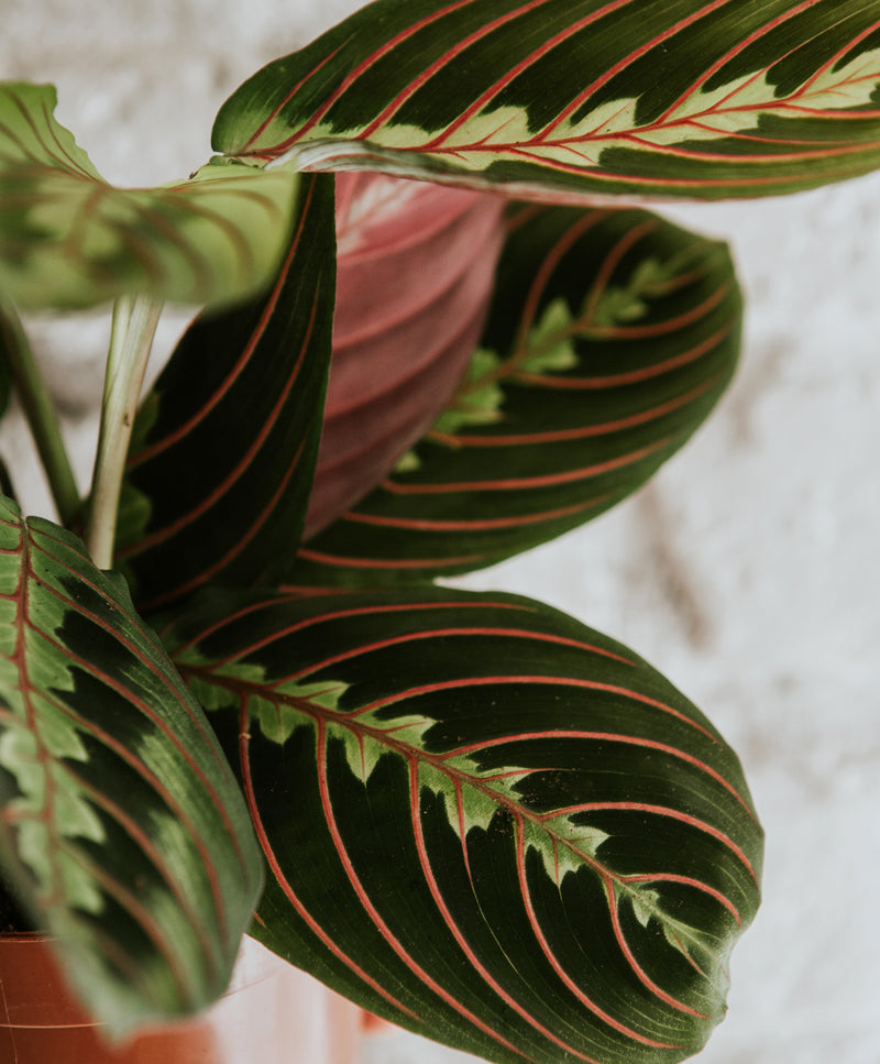 Maranta