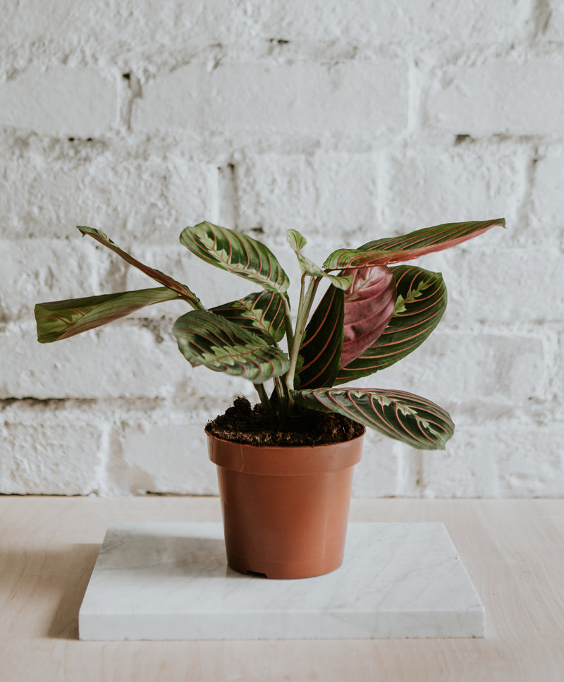 Maranta