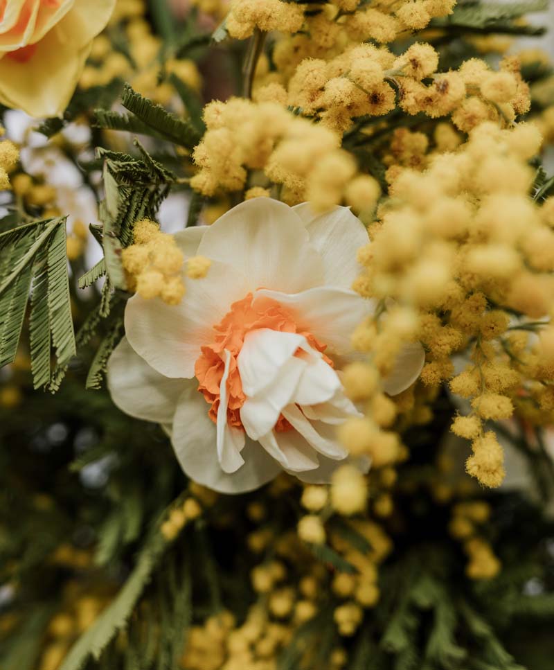 Mimóza csokor nárcisszal