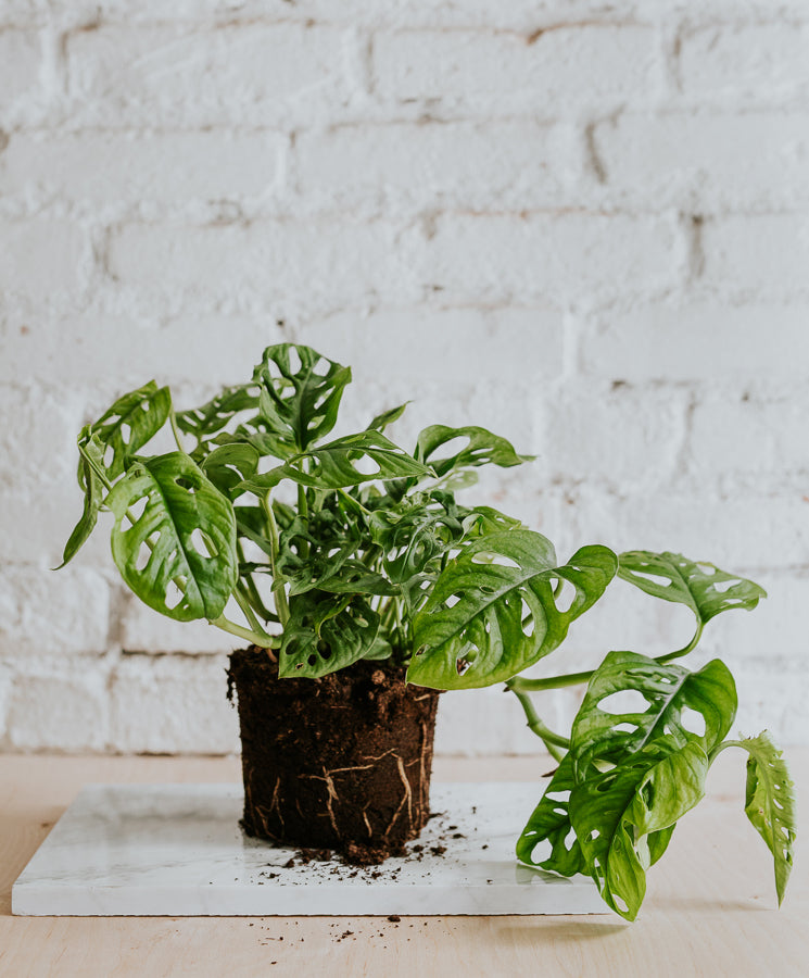 Monstera Adansonii nagy