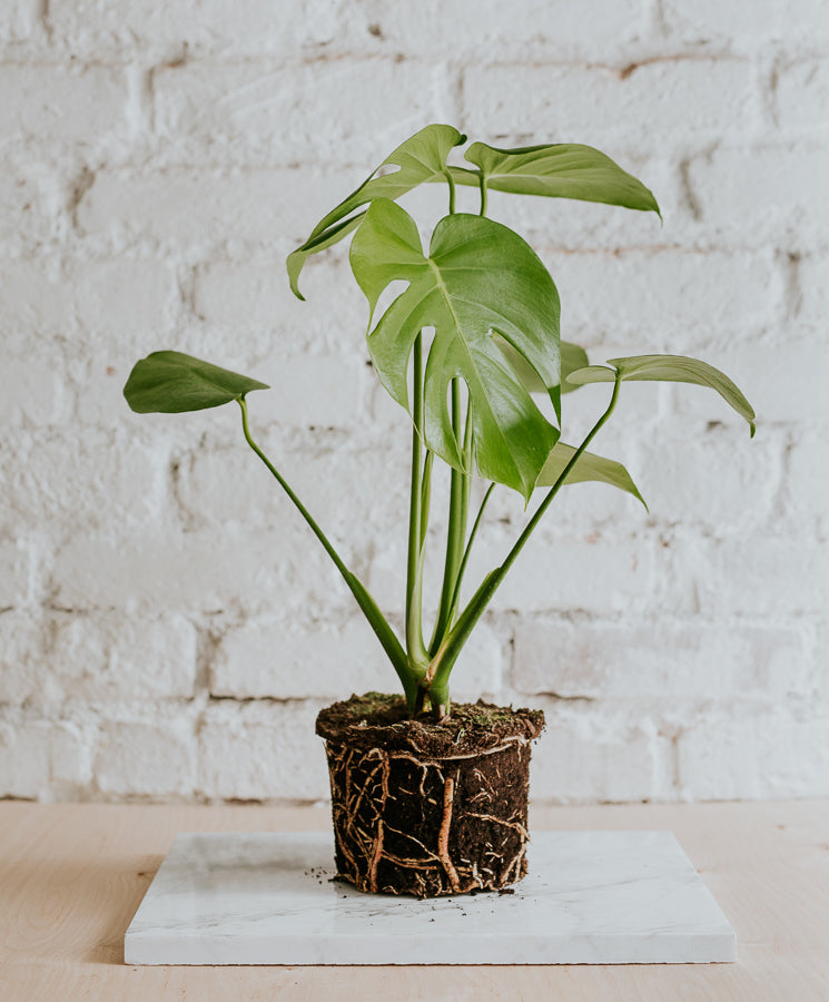 plante monstera Monstera Deliciosa, large – Plante. Budapest