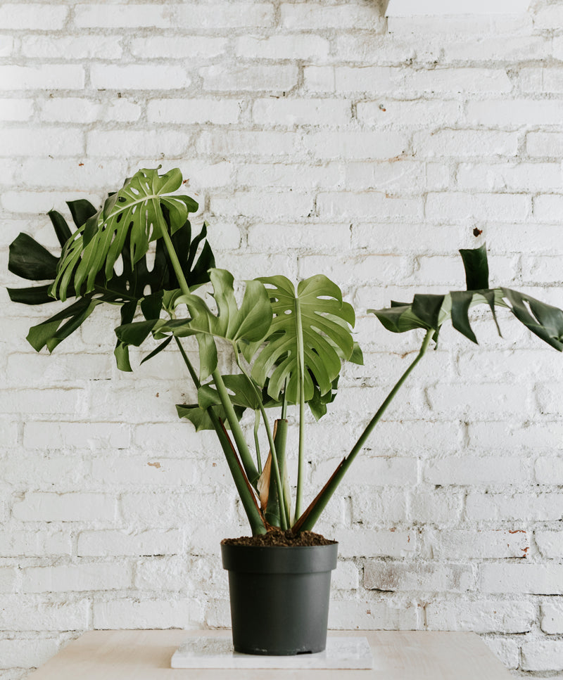 plantes monstera Monstera Deliciosa 'Taurii' giant – Plante. Budapest