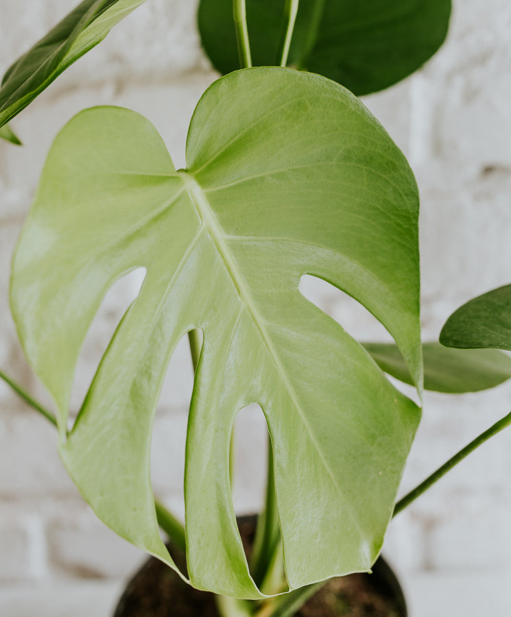 Monstera Deliciosa nagy