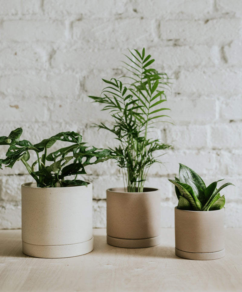 Plant subscription with easy-to-care plants and Earth pots