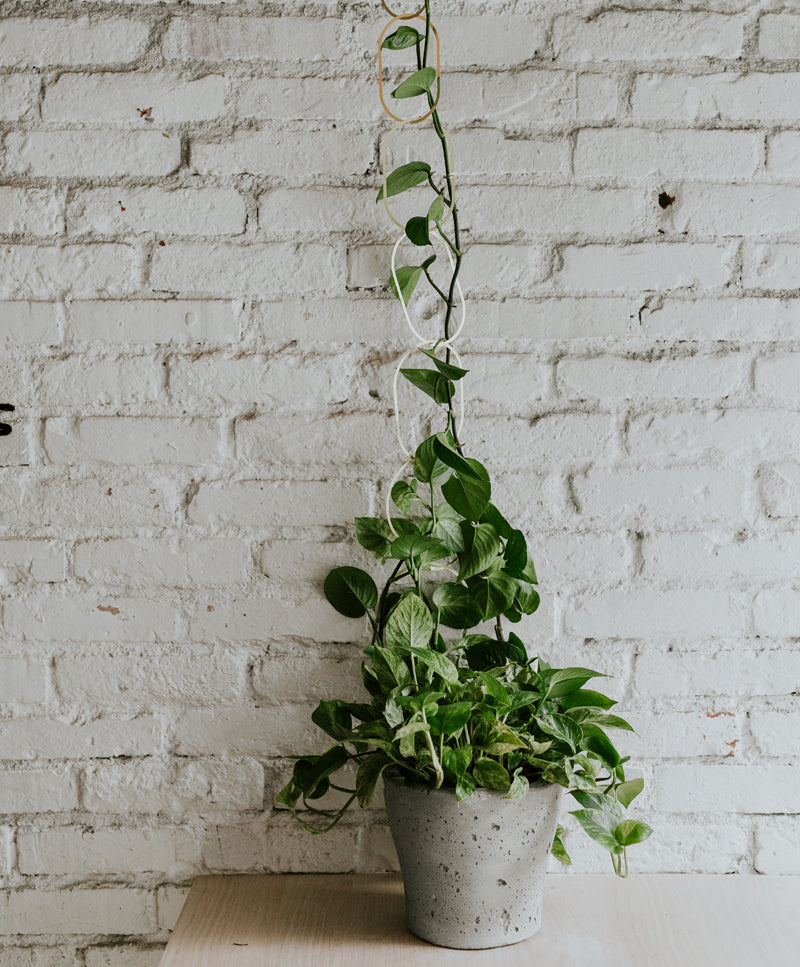 Chain Support for climbing plants
