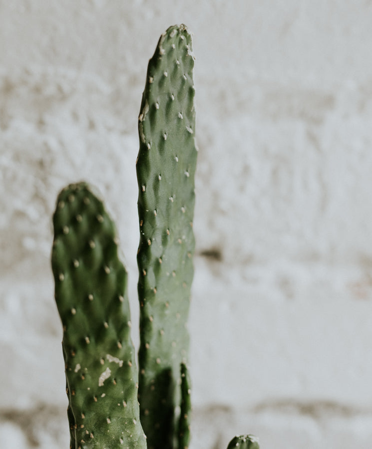 Opuntia ficus indica