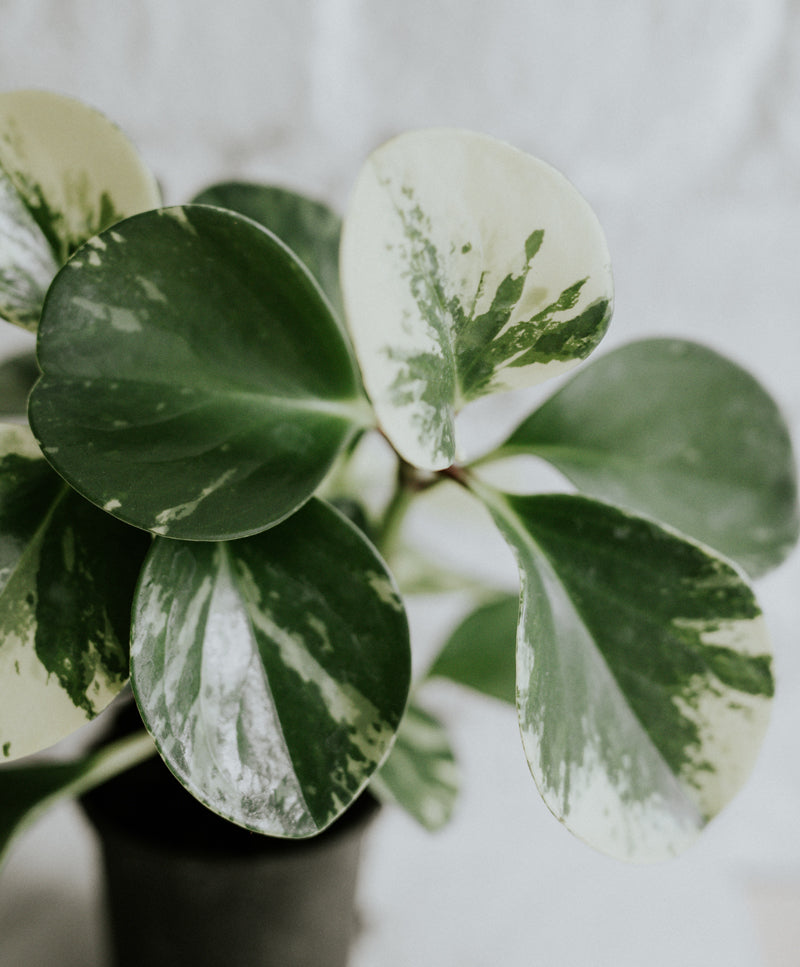 Peperomia Obtusifolia Variegata