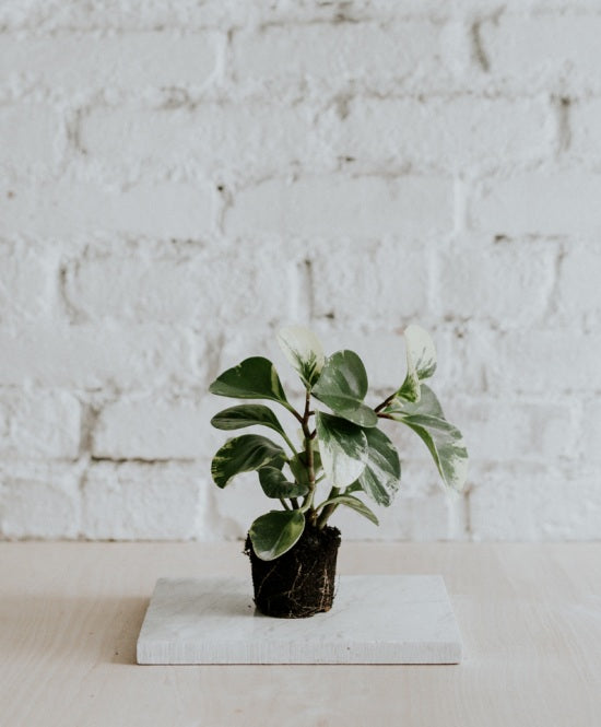 Peperomia Obtusifolia Variegata