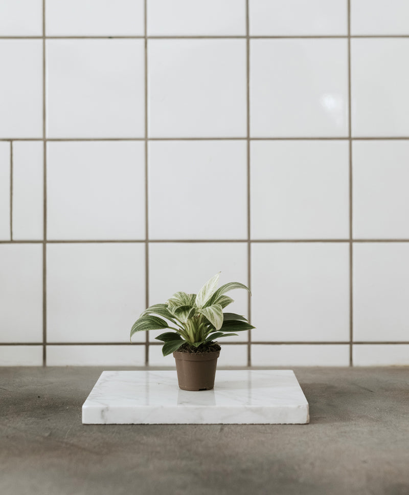 Philodendron Birkin baby