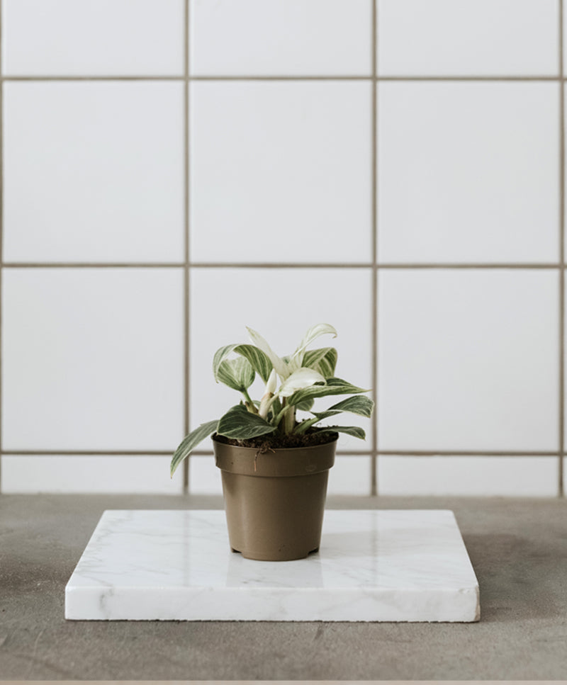 Philodendron Birkin small