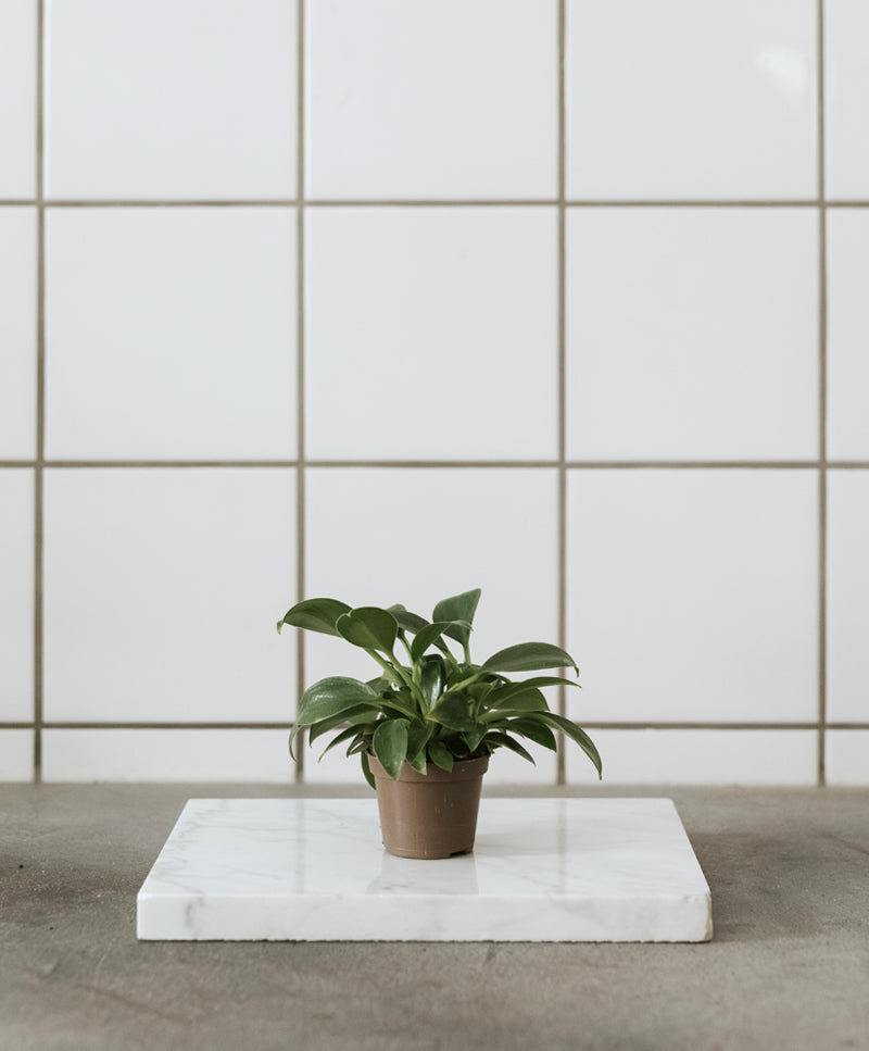 Philodendron Green Princess small