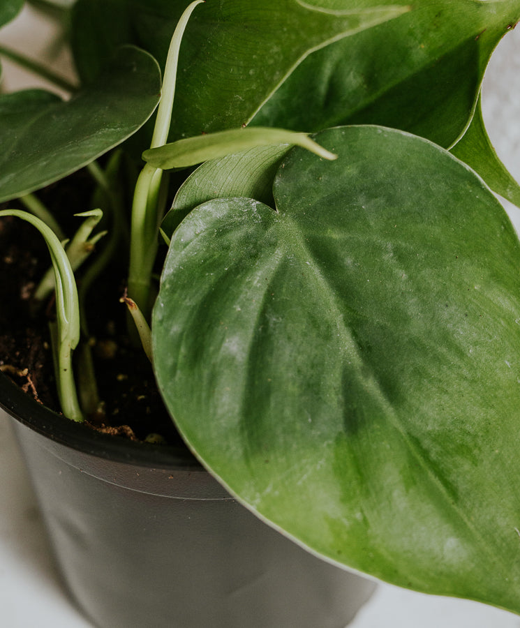 Philodendron Scandens kicsi