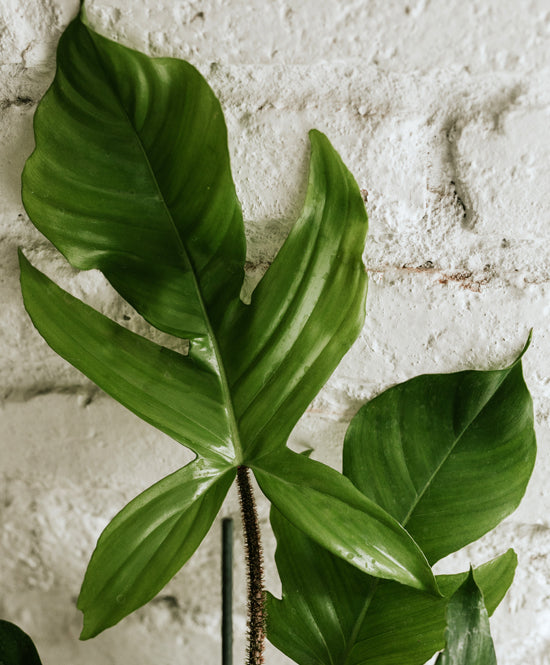 Philodendron Squamiferum nagy