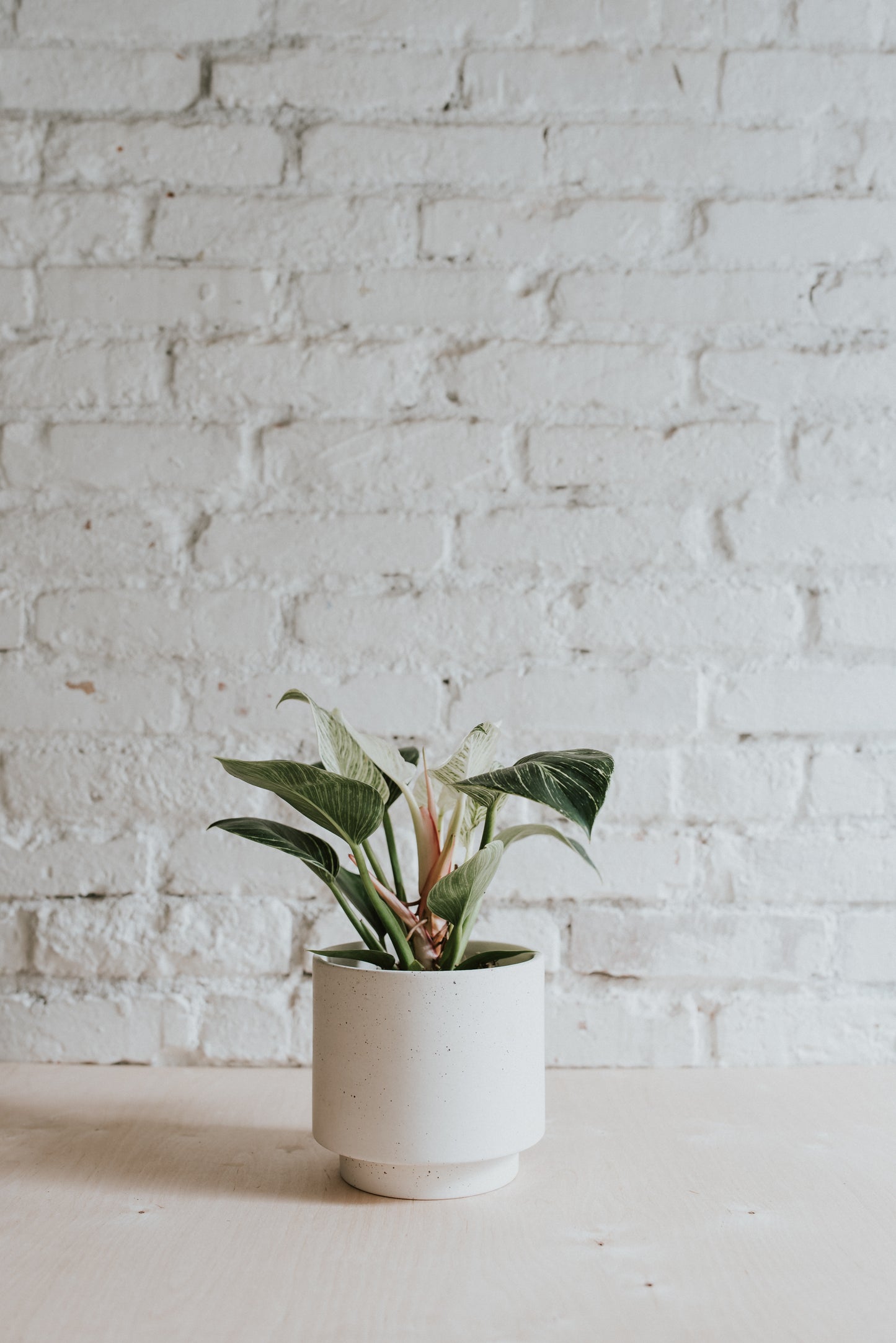 Philodendron Birkin