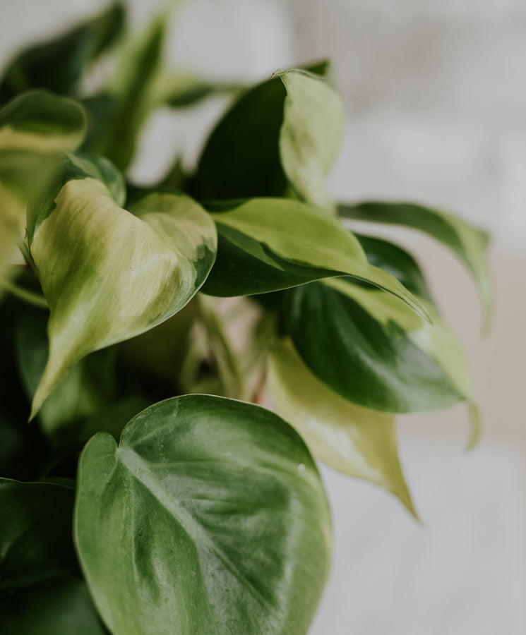 Philodendron Brasil