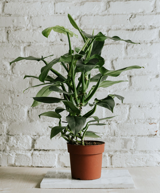 Philodendron Hastatum nagy