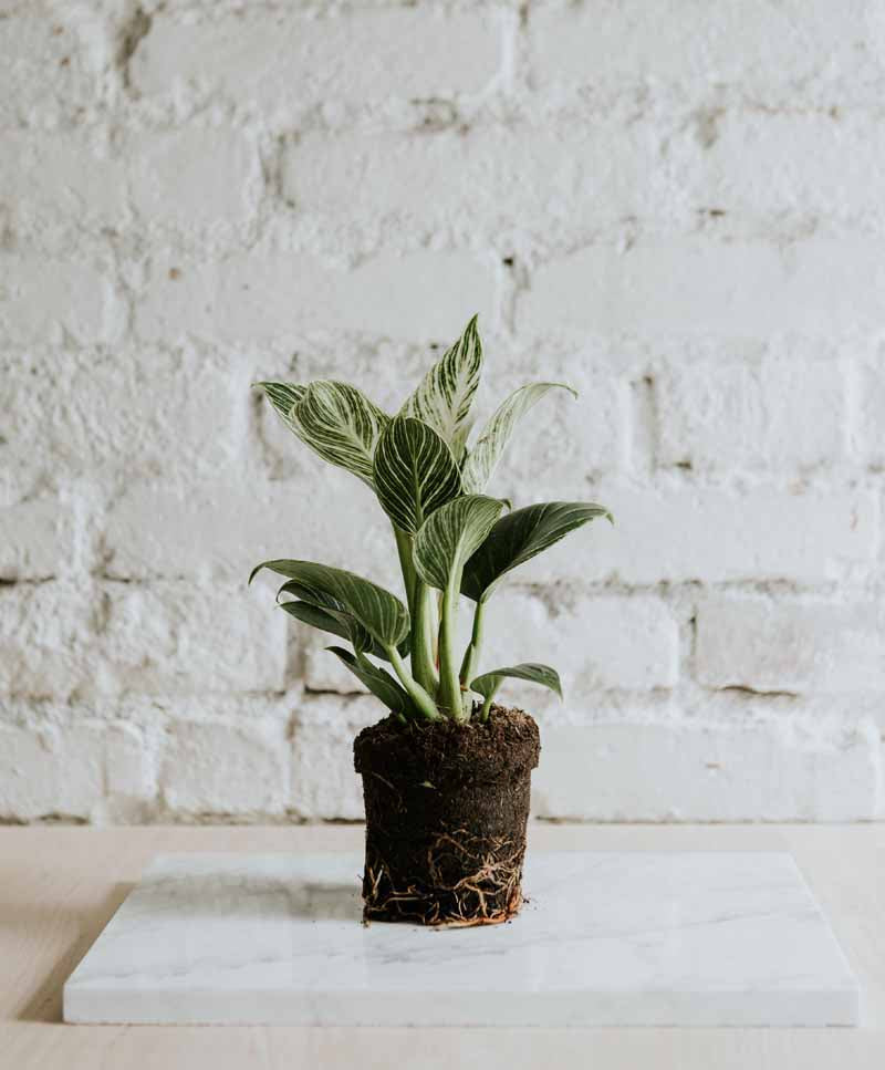 Philodendron Birkin