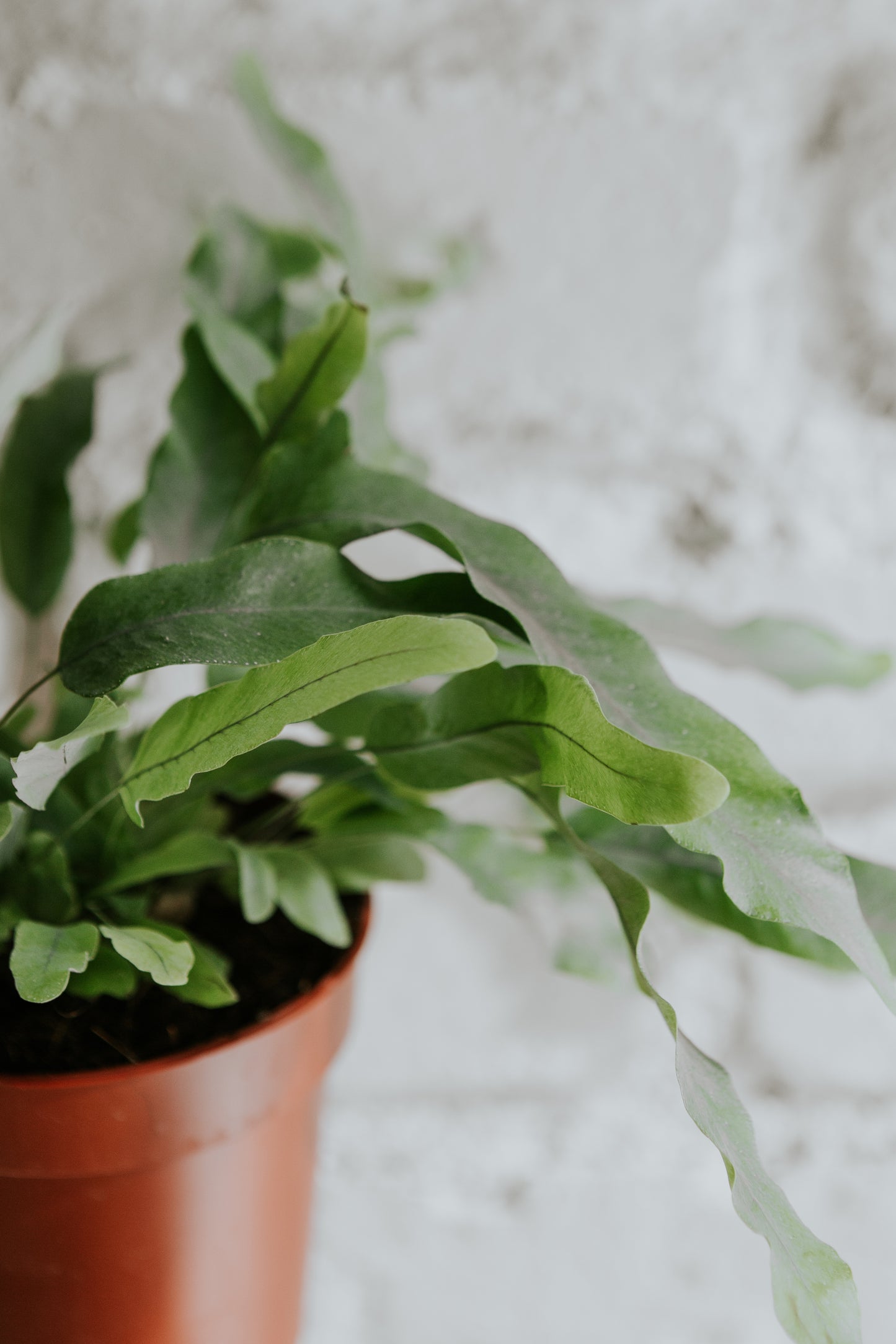 Phlebodium Aureum