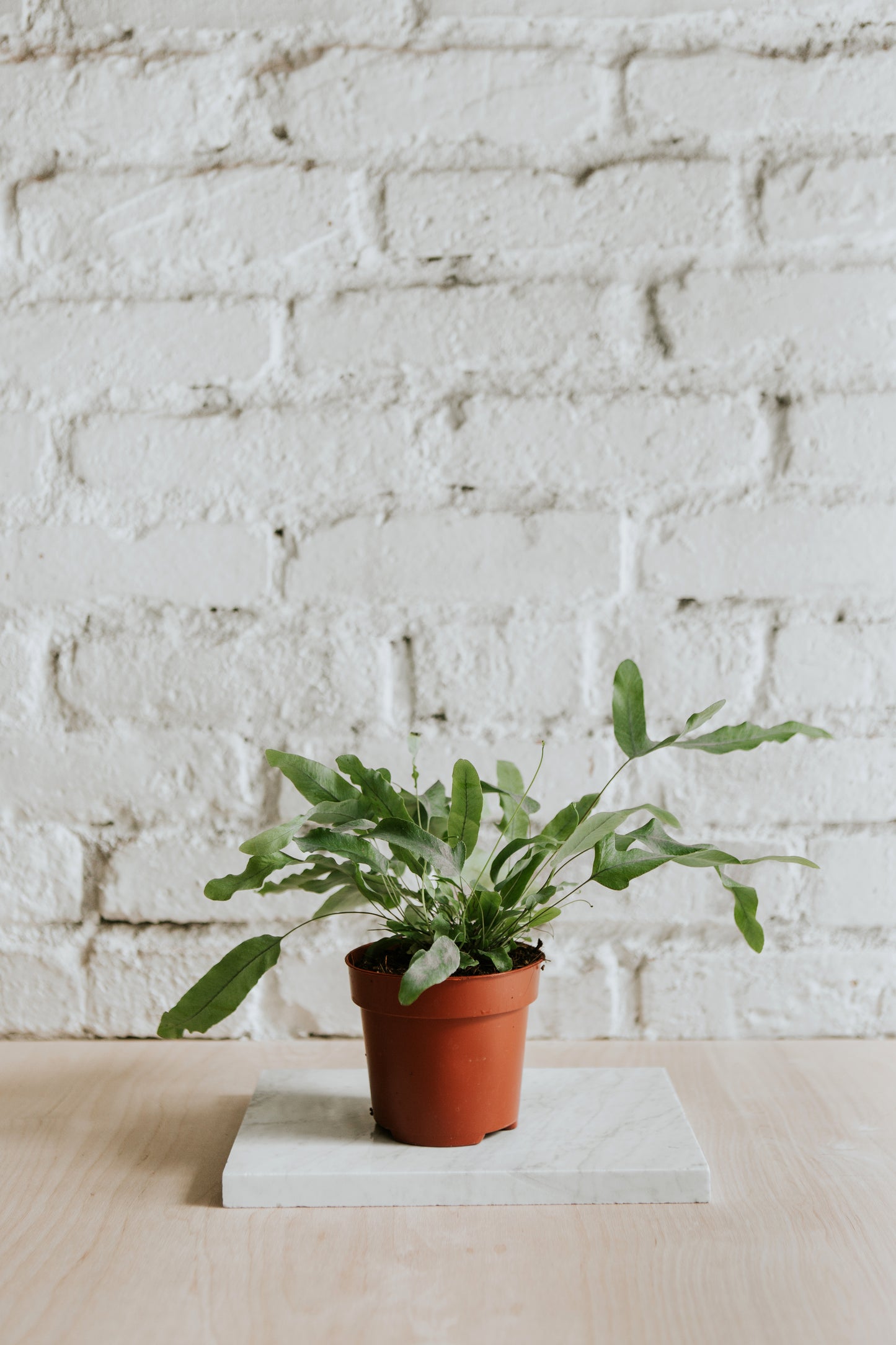 Phlebodium Aureum