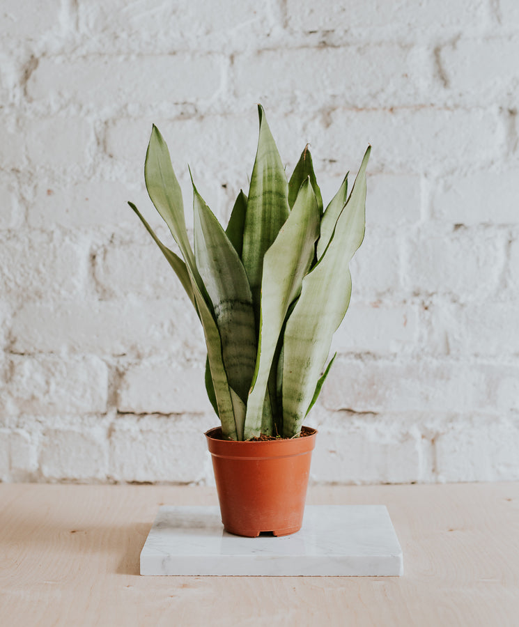 Sansevieria Moonshine, közepes