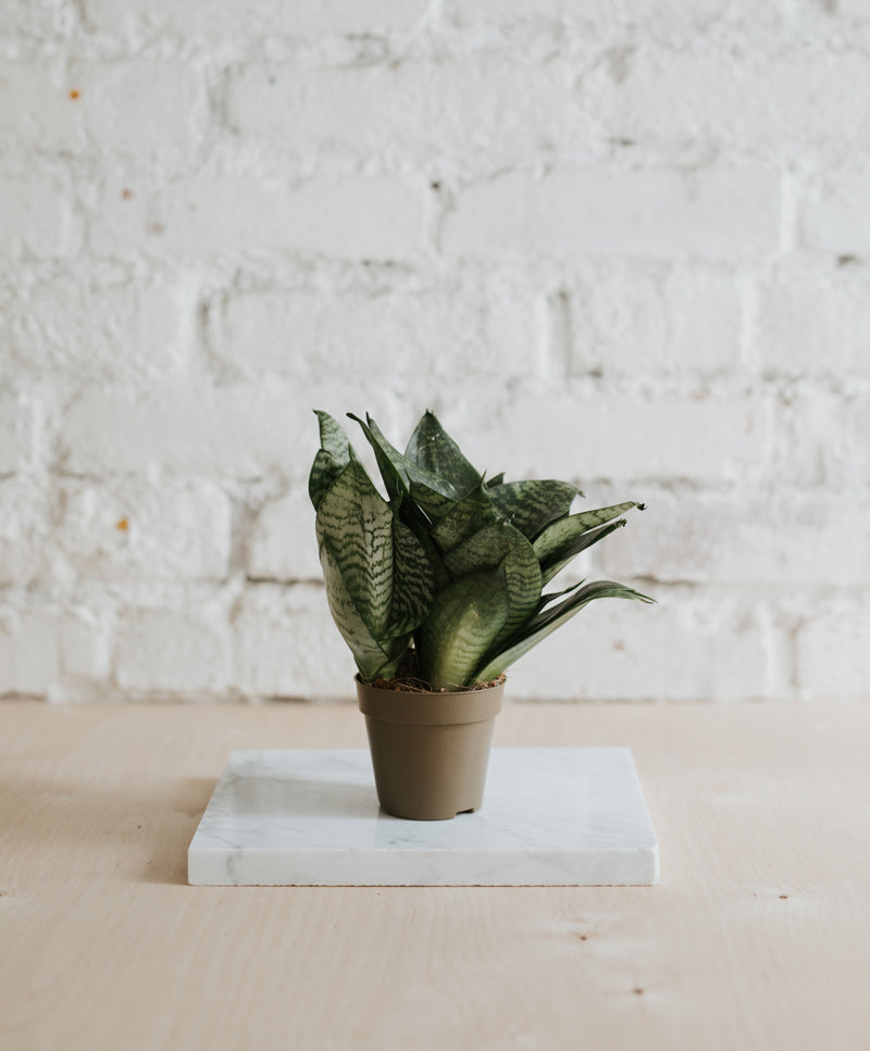 plante snake Sansevieria Hanhnii – Plante. Budapest
