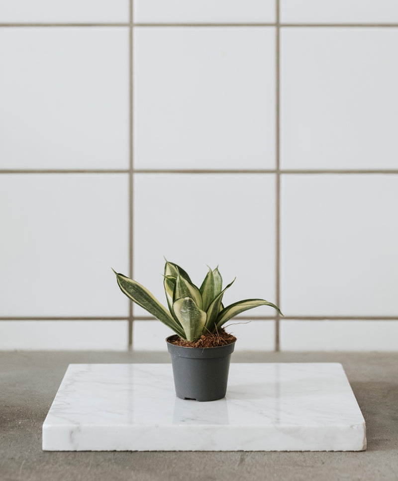 Sansevieria 'Hahnii golden' baby