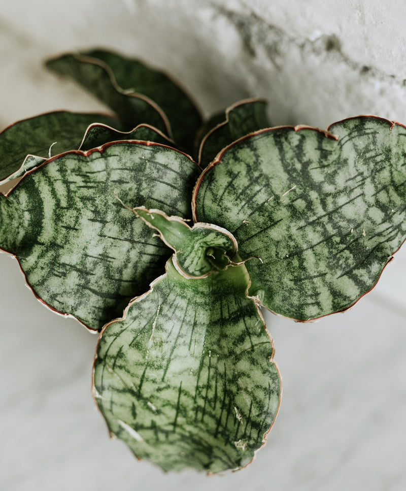 Sansevieria 'Star Green Granite'